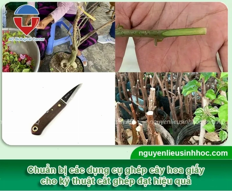 Chuẩn bị cành ghép và gốc ghép cho kỹ thuật ghép cây hoa giấy
