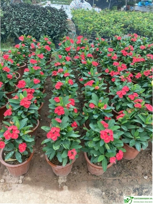 Chuẩn bị đất trồng và chậu để trồng cây xương rồng bát tiên