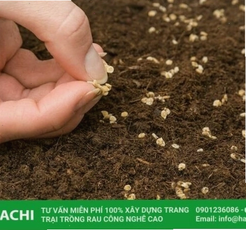 Chuẩn bị giá thể xơ dừa để gieo hạt giống trong nhà kính