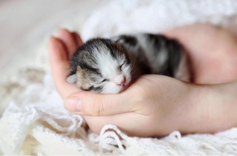 Chuyên gia thú y đang kiểm tra sức khỏe của mèo