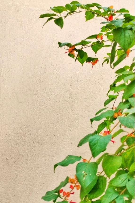 Cỏ dại xanh với hoa cam trước tường