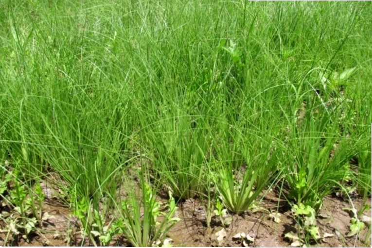 Cỏ lồng vực trên ruộng lúa