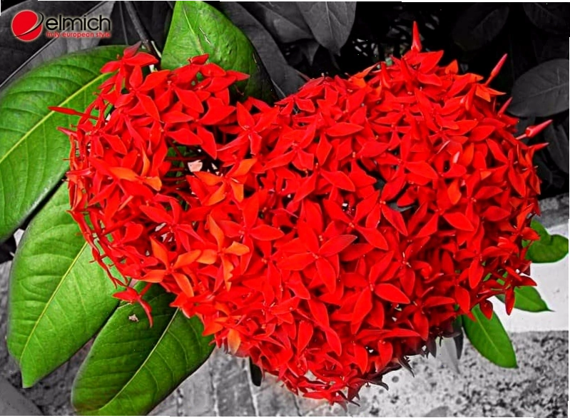 Có nhiều giống mẫu đơn với vẻ đẹp đa dạng
