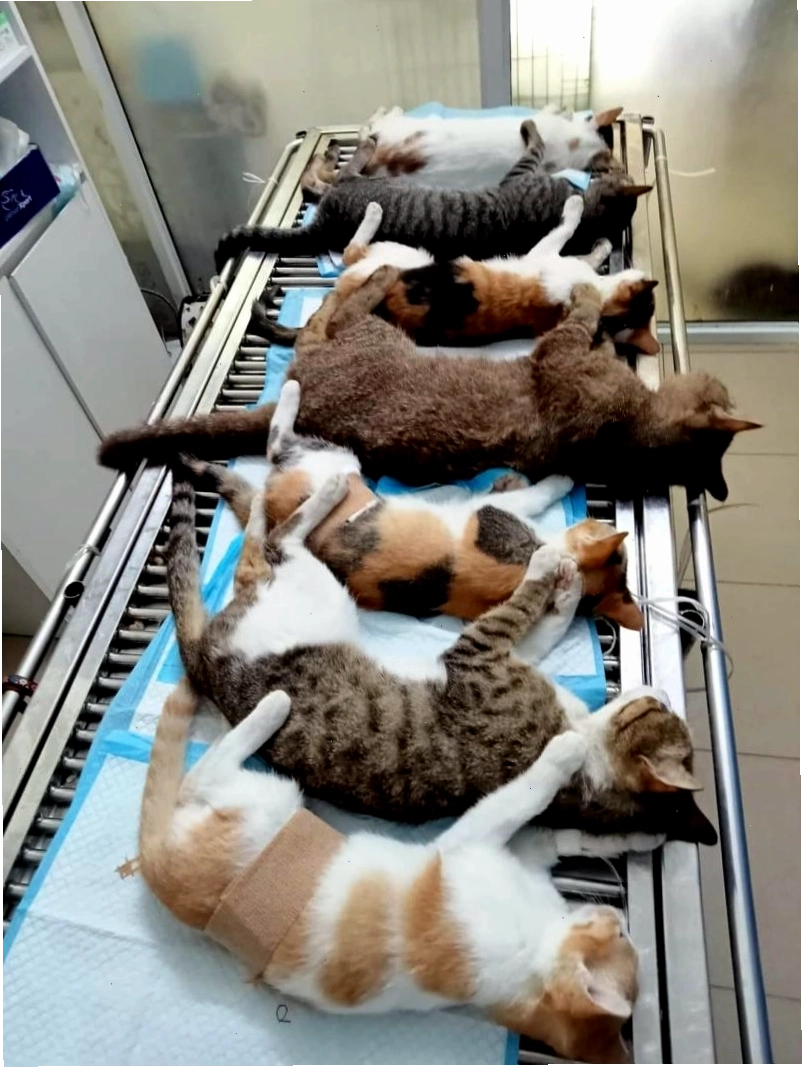 Cơ sở nghiên cứu và điều trị tại Viện Thú y Quốc gia