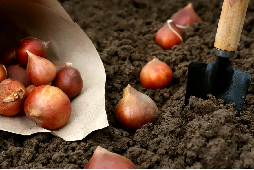 Củ giống hoa tulip khỏe mạnh sẵn sàng để trồng