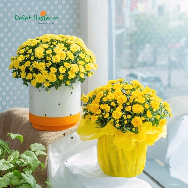 Cúc Hoàn Cầu - Một sản phẩm mới của Dalat Hasfarm với dáng vẻ tròn đều