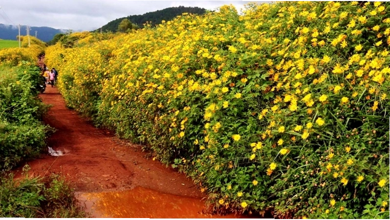 Cung đường ngắm hoa dã quỳ nở rộ