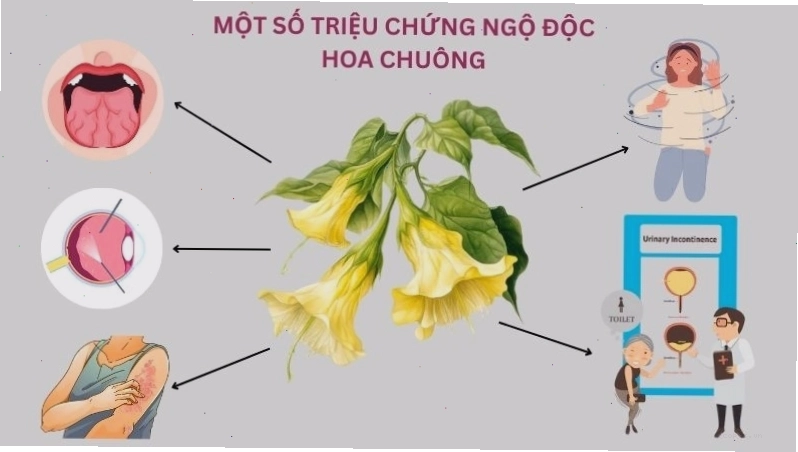 Da khô kèm theo mắt nhìn mờ là những dấu hiệu đầu tiên khi ngộ độc của hoa chuông