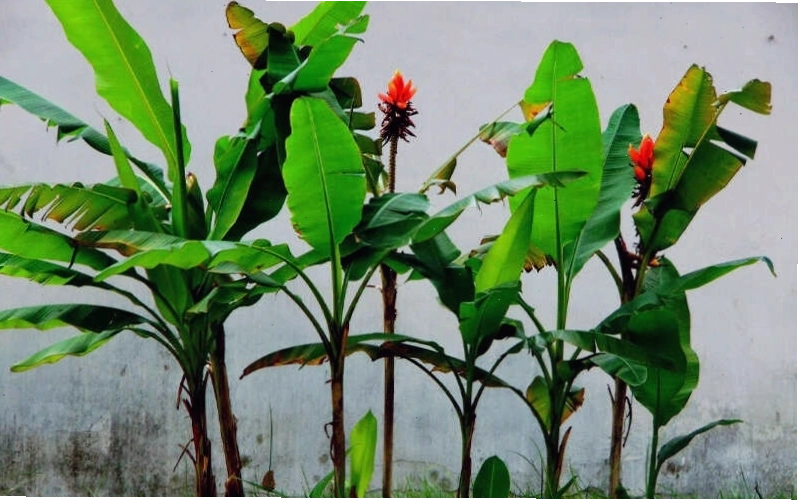 Đặc điểm của cây chuối rừng