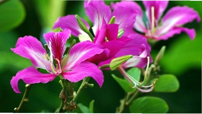 Đặc điểm lá cây móng bò tím có hình dáng như móng chân bò