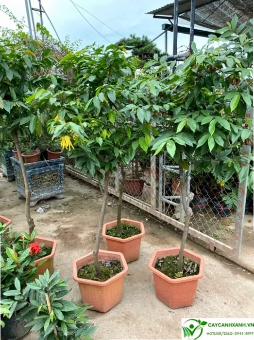 Đặc điểm lá và hoa của cây hoa dẻ