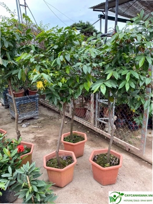 Đặc điểm nhận dạng lá và hoa của cây hoa dẻ