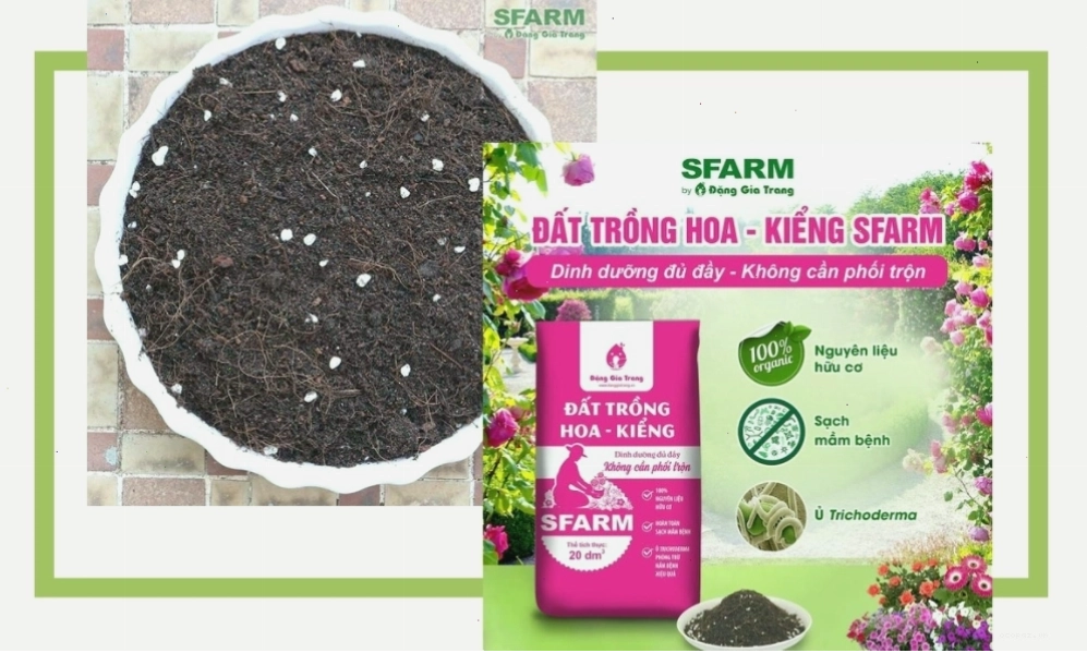 Đất trồng phù hợp cho cây hoa giấy