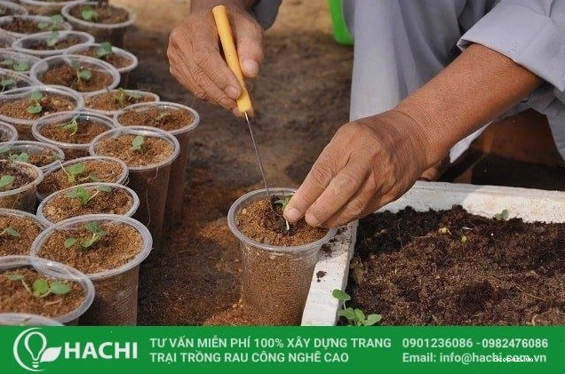 Địa chỉ mua giá thể xơ dừa giá rẻ, chất lượng tại Hachi Việt Nam