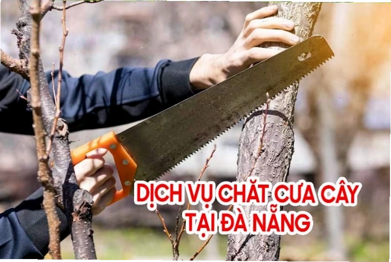 Dịch vụ cắt tỉa cây xanh định kỳ cho cảnh quan đô thị