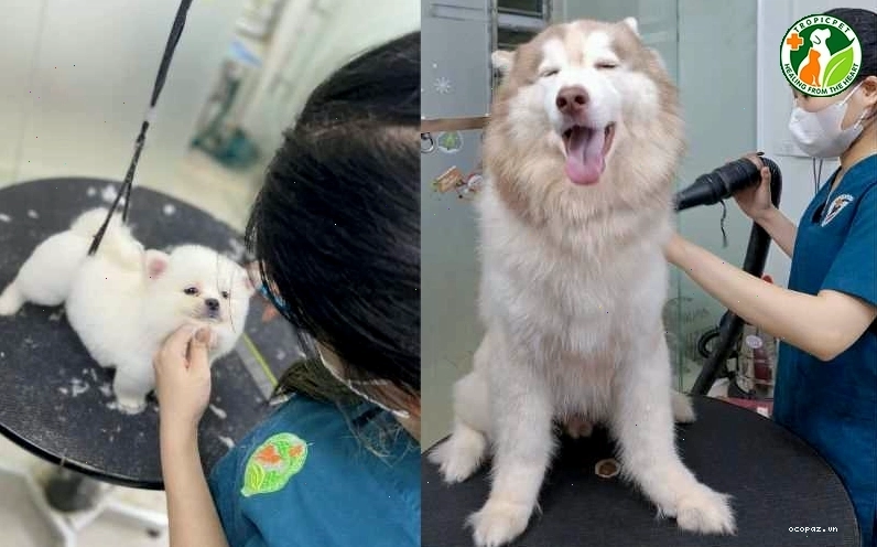 Dịch vụ Spa và Grooming chuyên nghiệp cho thú cưng