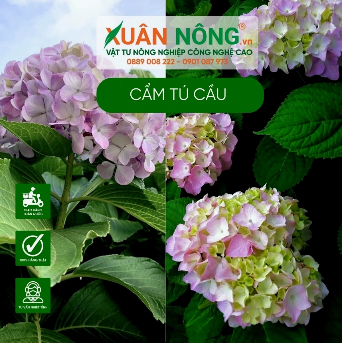 Điều chỉnh độ pH đất để có màu hoa cẩm tú cầu như ý