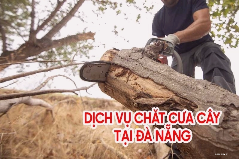 Đội ngũ chuyên nghiệp thực hiện dịch vụ cưa cây, chặt cây tại Đà Nẵng