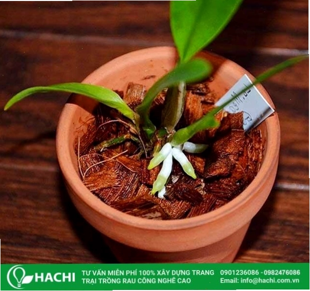 Giá thể xơ dừa được sử dụng để trồng lan Hồ Điệp và các loại cây cảnh