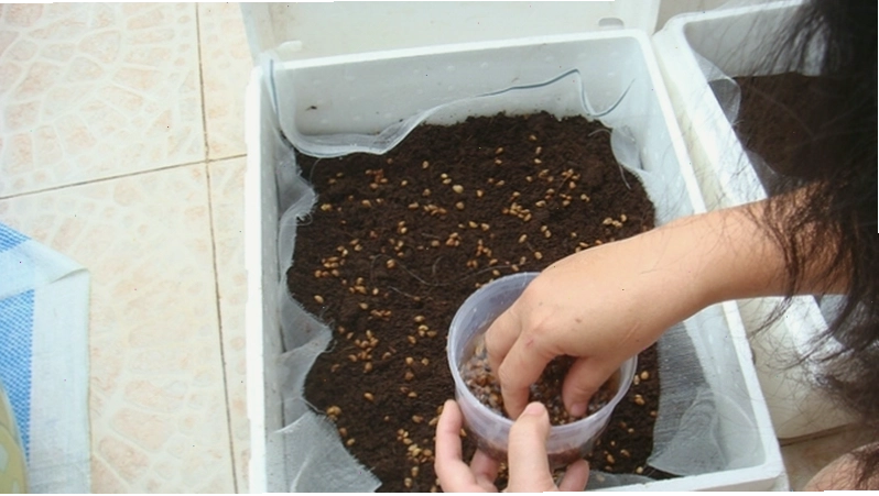 Gieo hạt rau mầm trực tiếp lên bề mặt trồng