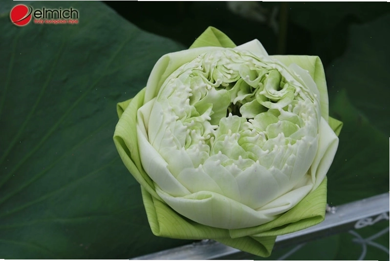 Giống sen Quan Âm trắng với vẻ đẹp trang nhã thường được dâng lên cửa phật