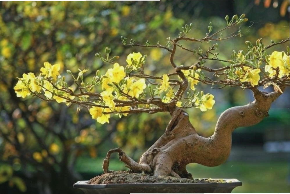 Gốc và rễ cây mai thể hiện sự vững vàng, tượng trưng cho sự ổn định và phát triển
