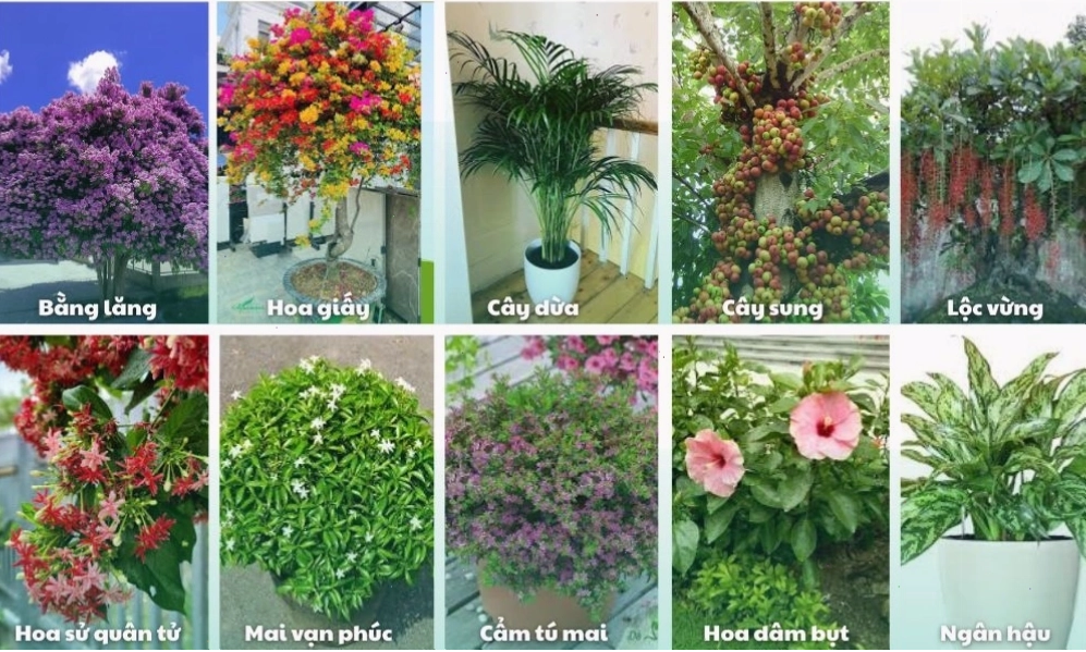 Gợi ý một số loại cây dùng để trồng cây sân vườn với đất trồng tơi xốp