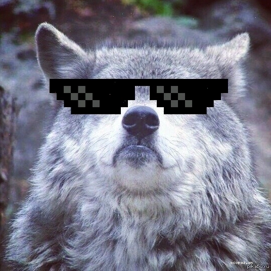 Grey wolf meme
