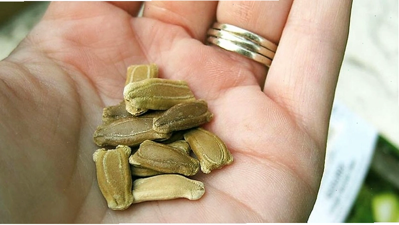 Hạt giống bầu chất lượng cao