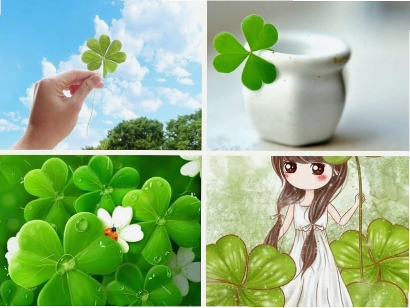 Hình ảnh cỏ may mắn đẹp với phong cách tối giản