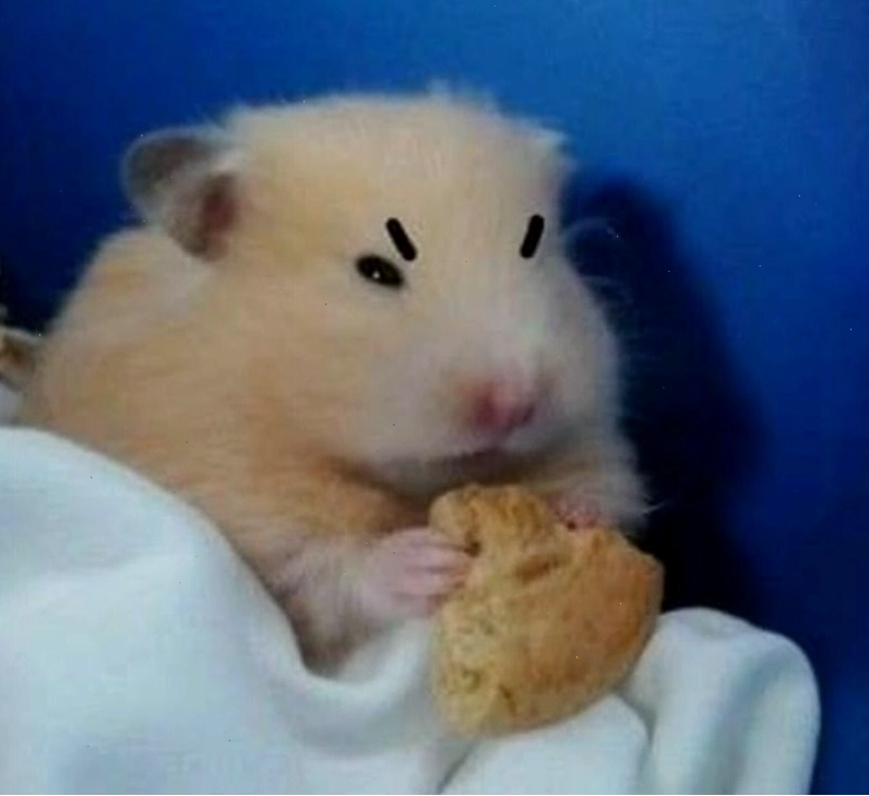 Hình ảnh giới thiệu về trào lưu meme chuột độc đáo và hài hước
