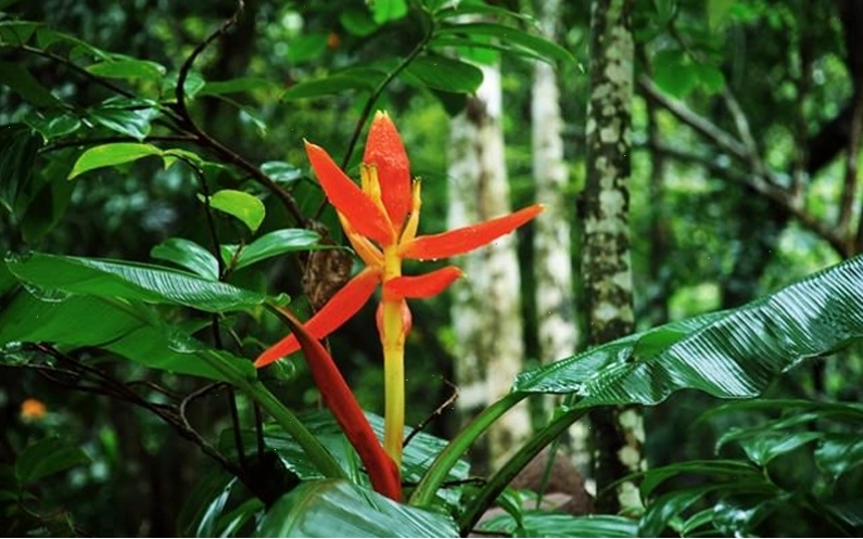 Hình ảnh hoa chuối đỏ