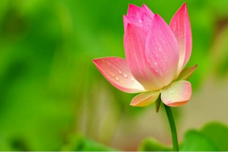 Hình ảnh hoa sen hồng rực rỡ khoe sắc trong nắng sớm