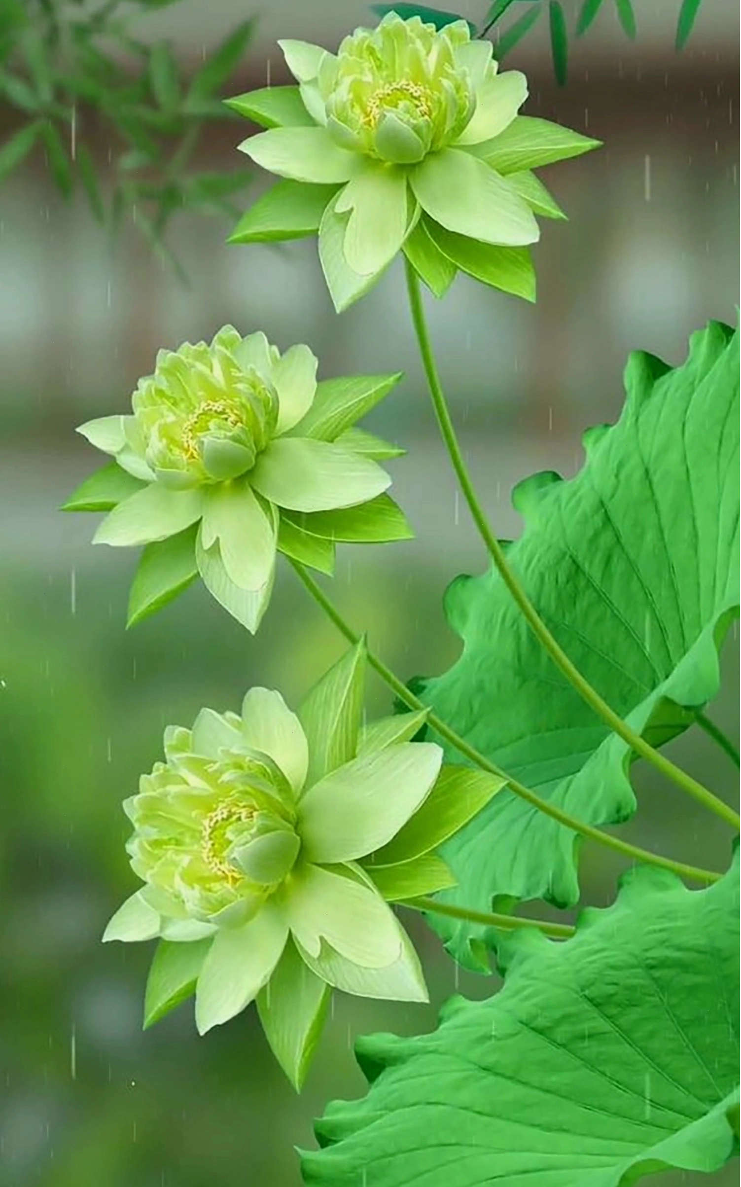 Hình ảnh hoa sen trắng nở rộ trên nền đen huyền bí, thể hiện sự tinh khiết và sang trọng