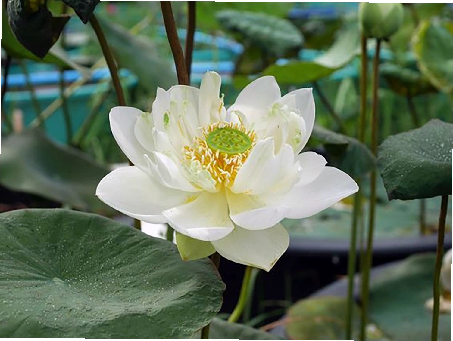 Hình ảnh hoa sen trắng với hiệu ứng khói nhẹ trên nền đen, tạo cảm giác bí ẩn