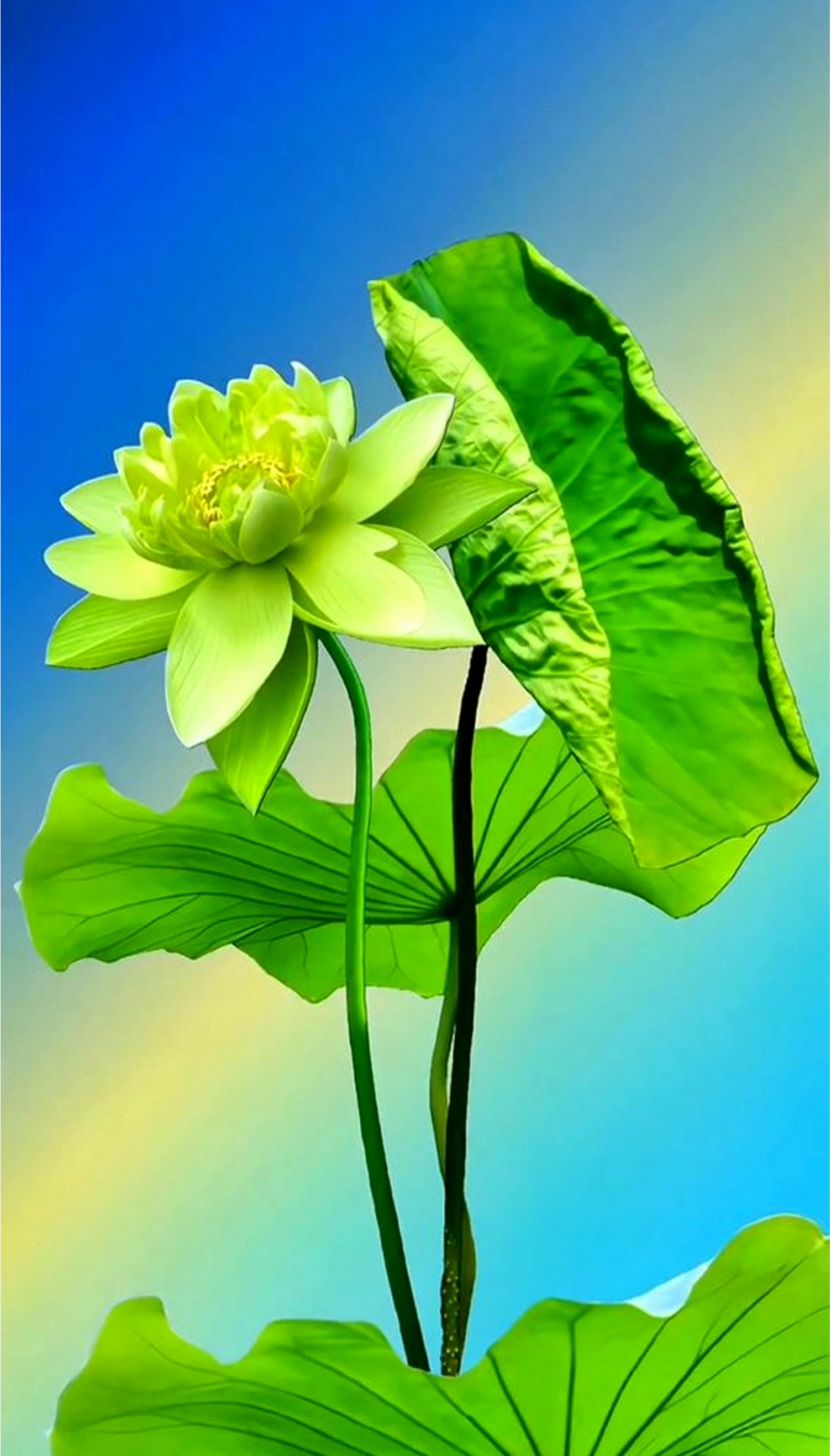 Hình ảnh hoa sen trắng với những giọt sương trên nền đen, tạo cảm giác tươi mới và tinh khôi