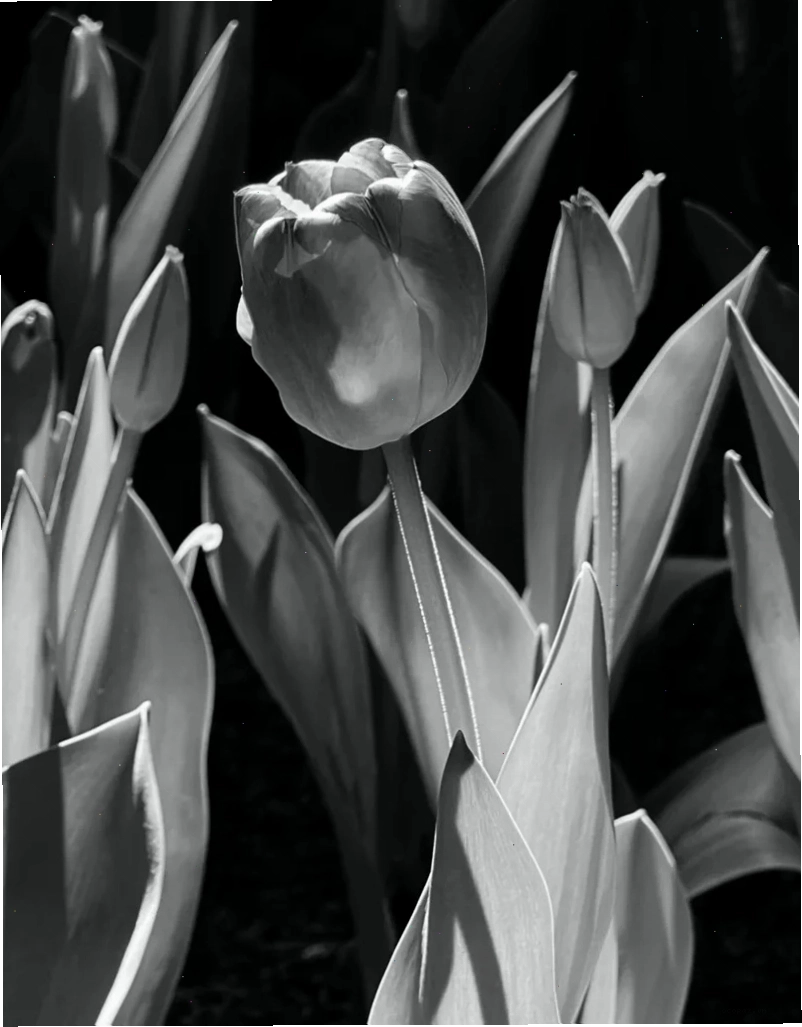 Hình ảnh hoa tulip buồn thể hiện sự cô đơn và tiếc nuối