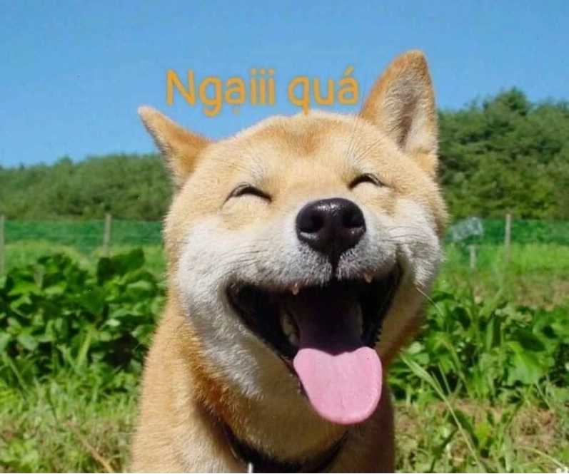 Hình ảnh meme chú chó với vẻ mặt ngại ngùng