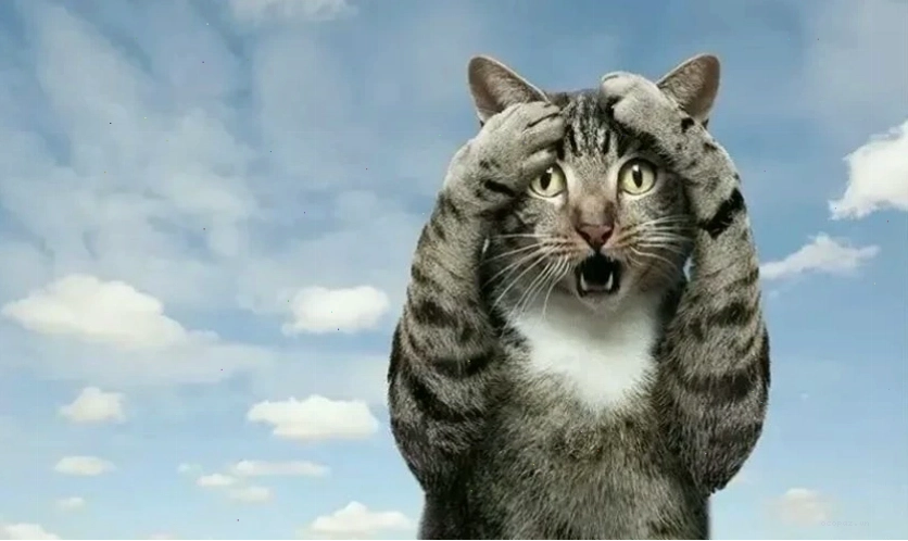 Hình ảnh meme hài hước