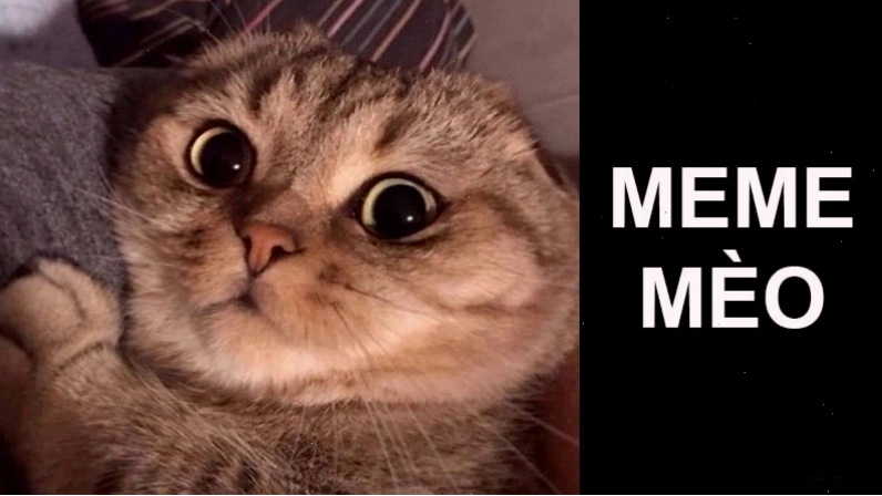 Hình ảnh meme mèo béo với đôi mắt mở to đầy ngạc nhiên