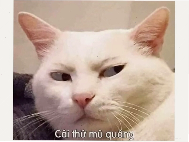 Hình ảnh meme mèo ngồi xổm hài hước