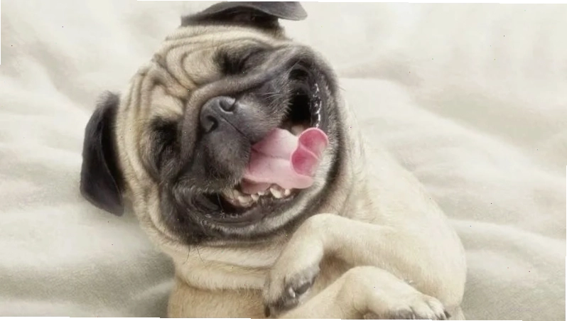 Hình ảnh meme về chú chó đang cười khiến nhiều người thích thú