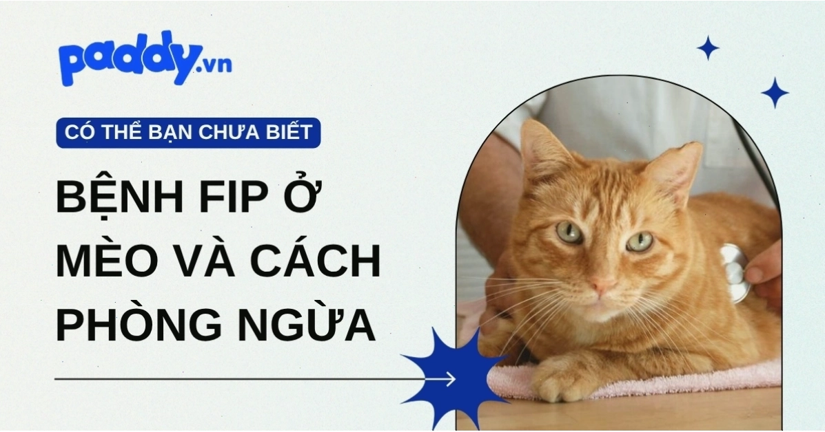 Hình ảnh minh họa mèo đang ủ rũ, dấu hiệu ban đầu của bệnh FIP