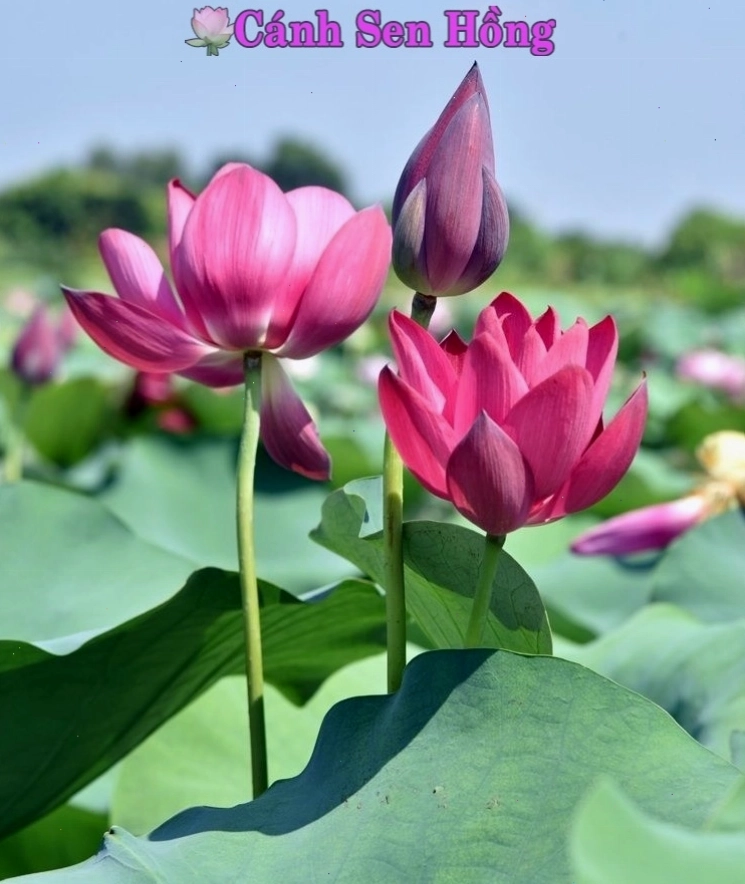 Hình ảnh một chậu hoa sen đang nở rộ, biểu tượng cho sự phát triển và vẻ đẹp