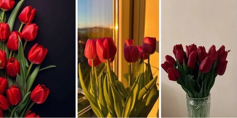 Hình nền điện thoại hoa tulip đỏ rực rỡ thể hiện sự đam mê