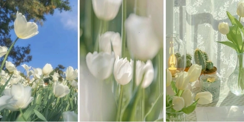 Hình nền điện thoại với hoa tulip trắng tinh khôi và dịu dàng