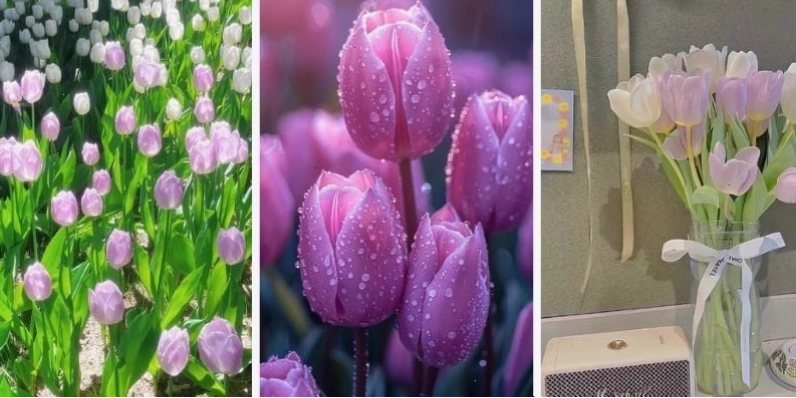 Hình nền hoa tulip tím lãng mạn và đầy bí ẩn
