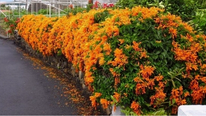 Hoa Chùm Ớt rực rỡ