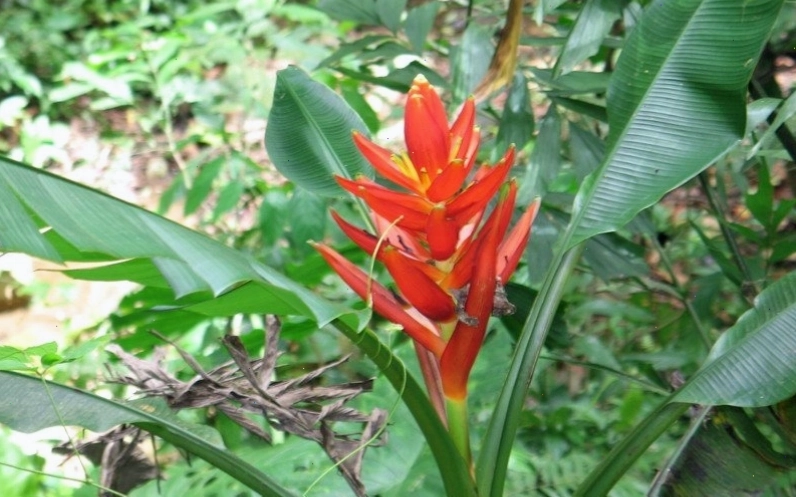 Hoa chuối đỏ trong vườn