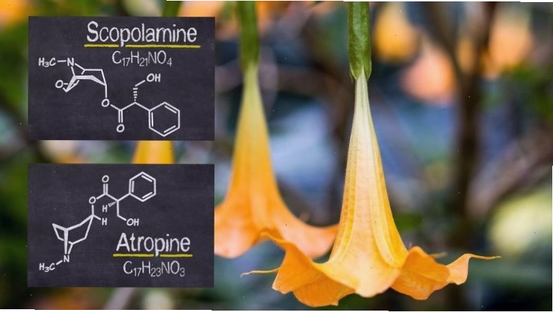 Hoa chuông chứa nhiều hoạt chất gây độc tính như scopolamine và atropine